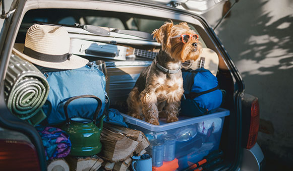 Dog enjoying his summer vacation with the family