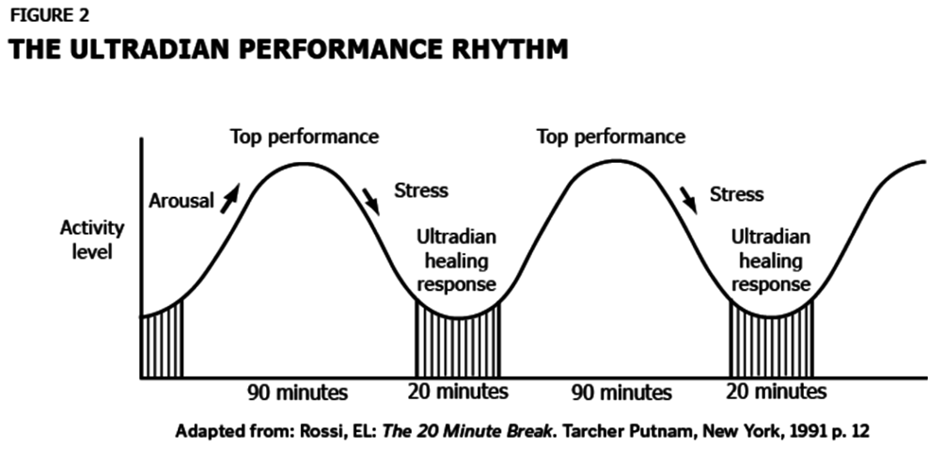 Ultradian Rhythm