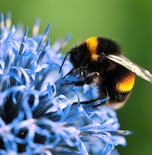 Bee on flower