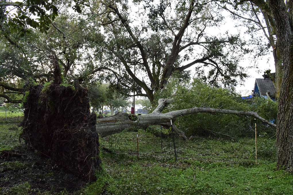 Fallen tree